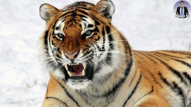 Юлбарс мучали сохиблари #OMAD #TV смотреть онлайн