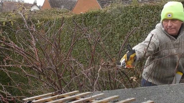 Pruning Medium Rambler rose- Malvern Hills смотреть онлайн