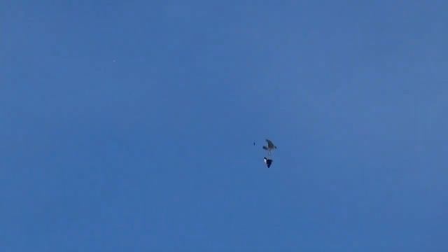 Атака ястреба, голубь жив.