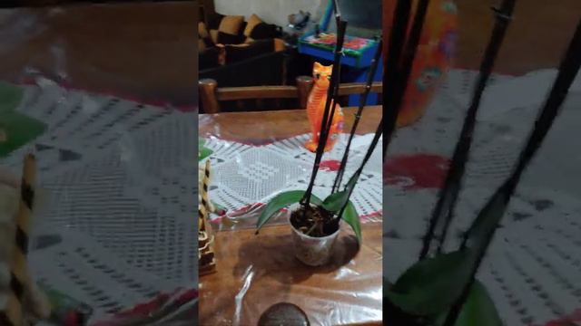 Mi Orquídea termino de florear que hago con su vara floral ? смотреть онлайн