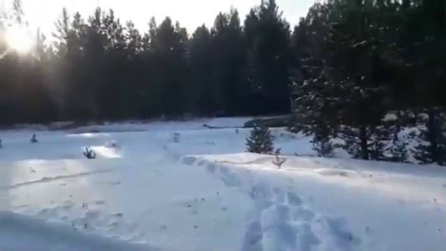 Незаконно рубят лес смотреть онлайн