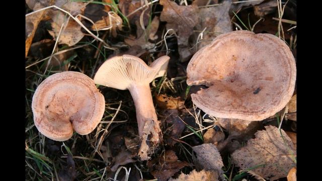 Lactarius quietus var. incanus смотреть онлайн