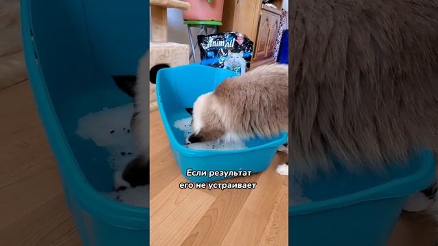 Что делать если кот или кошка долго и шумно копает в лотке смотреть онлайн