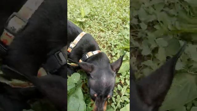 Моя собака ест траву😱😱😱🤔🤔🤔