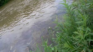 Вот это улов! Сюрприз на лайтовую снасть. Спиннинг на реке Меша