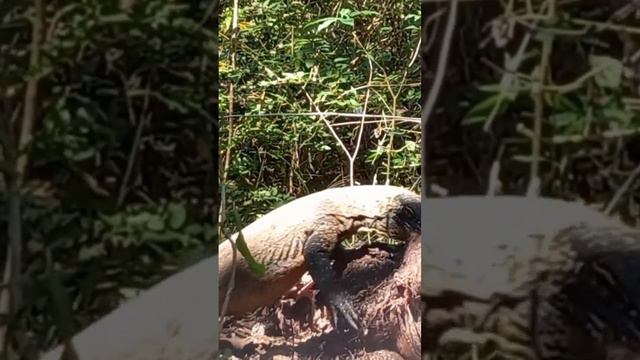 Wow the baby komodo are brave eating wild hog #animals смотреть онлайн