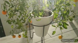 #томаты ампельные, декоративные для домашнего огорода и раннего урожая