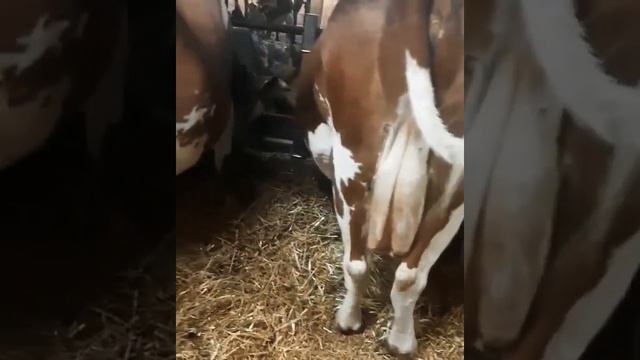 Молочные коровы. Симменталы. Содержание коров. смотреть онлайн