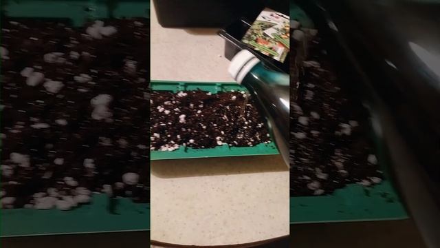 Первая рассада! Балконное чудо, каменный цветок! ? смотреть онлайн