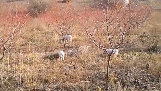дикие свиньи в Крыму смотреть онлайн
