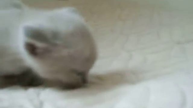 Котенок бурма лиловый / Burmese Kitten Lilac
