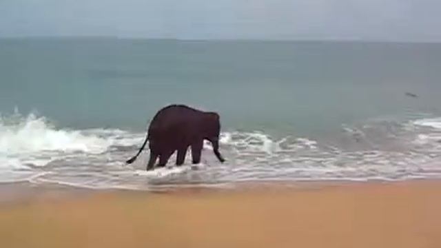 Baby Elephant playing jump rope смотреть онлайн