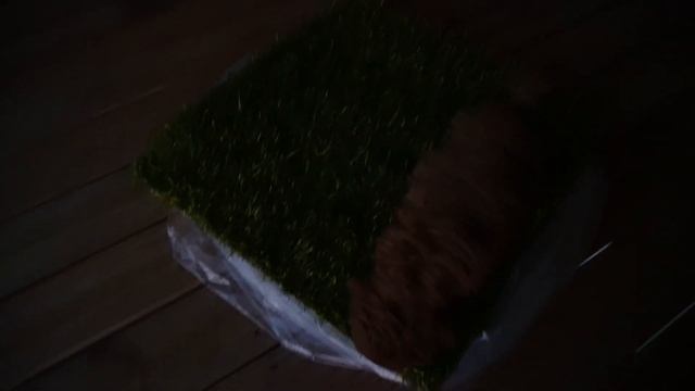 Cuteness Overload! first 24 hours with our new cavapoo puppy смотреть онлайн