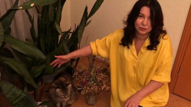 ВЕЛИКОЛЕПНЫЕ САНСЕВЬЕРИИ