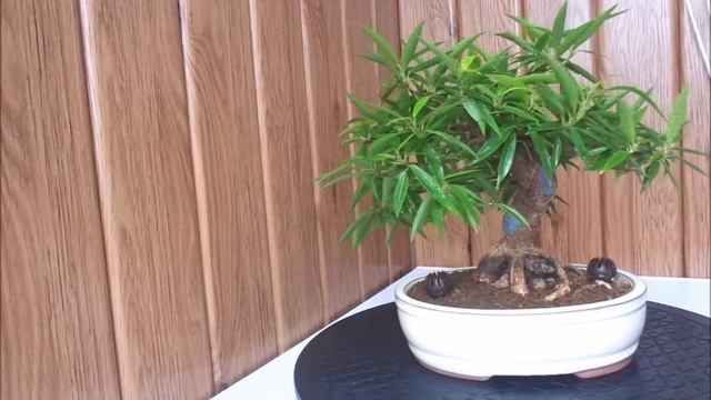 Фикус нерифолия Бонсай смотреть онлайн