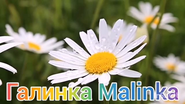 Ольга Уралочка live /Ну что, приехали? /Обзор Влогов /Уралочка и Сафар / смотреть онлайн