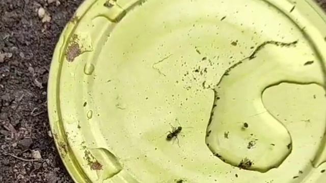 От муравьёв помогает СЛАДКАЯ ПРИМАНКА! Через неделю от насекомых не останется и следа смотреть онлайн