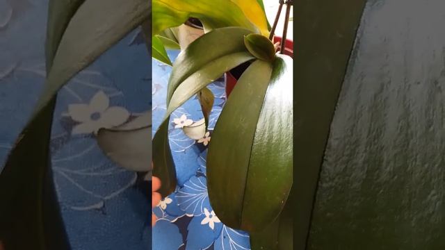 Гигантские листья у орхидеи Фаленопсис.Проблемы. смотреть онлайн