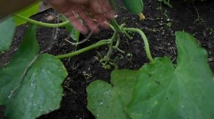 Как формировать огуречную плеть в теплице на шпалере?