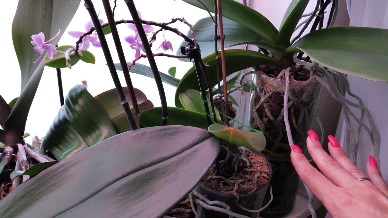 Орхидеи и ЖАРА. В продолжение прямого эфира. На примере моих мест содержания орхидей. смотреть онлайн