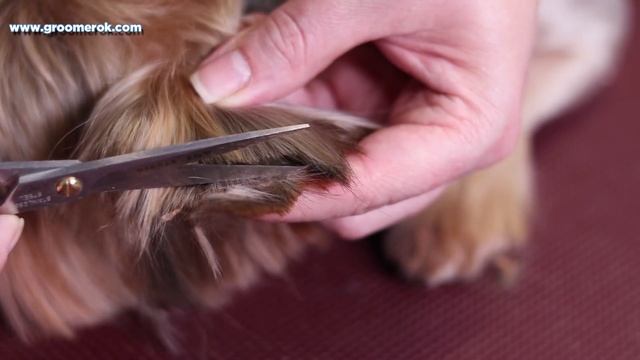 Yorkshire terrier haircut - Beautiful and comfortable short haircut смотреть онлайн