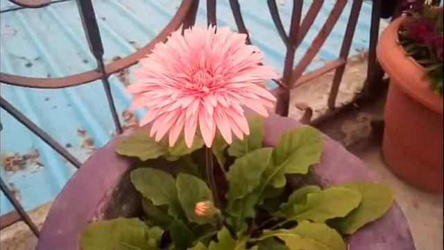 जरबेरा पौधे की देखभाल कैसे करें। How to care gerbera plant||#plantlovers смотреть онлайн