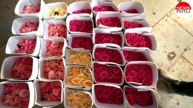 Rose Cultivation : Rose Farming Business in India || floriculture in India || गुलाब की खेती смотреть онлайн
