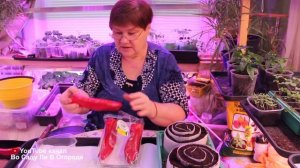 ОЧЕНЬ УРОЖАЙНЫЙ ПЕРЕЦ! СЕЮ КАЖДЫЙ ГОД! ПОСЕВ ПЕРЦА В УЛИТКУ.