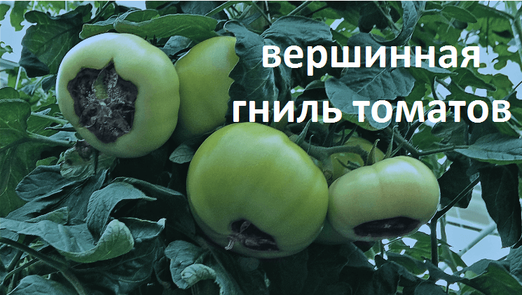 Вершинная гниль томатов. смотреть онлайн