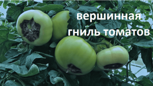 Вершинная гниль томатов.