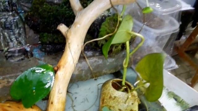 Аква террариум для амфибий смотреть онлайн