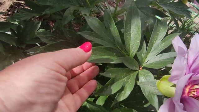 Пион Фёрст Арривал First Arrival смотреть онлайн