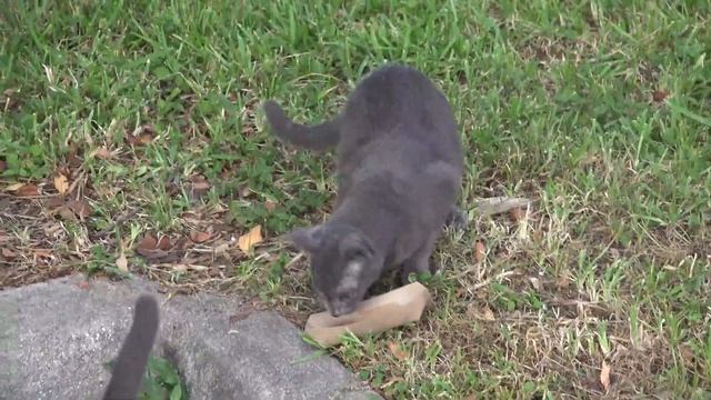 Feeding Cats With The WEIRDEST Cat Food смотреть онлайн