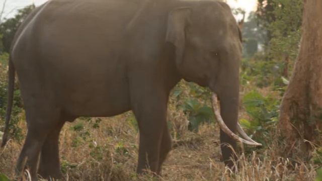 udawalawa national park 2011 смотреть онлайн