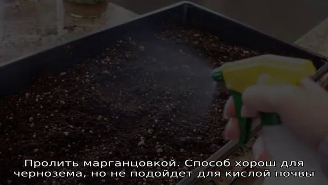 Как обеззаразить землю для рассады: лучшие и простые методы смотреть онлайн