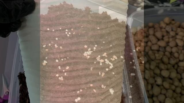 Фикус Бенджамина (Ficus benjamina) | Домашние растения смотреть онлайн