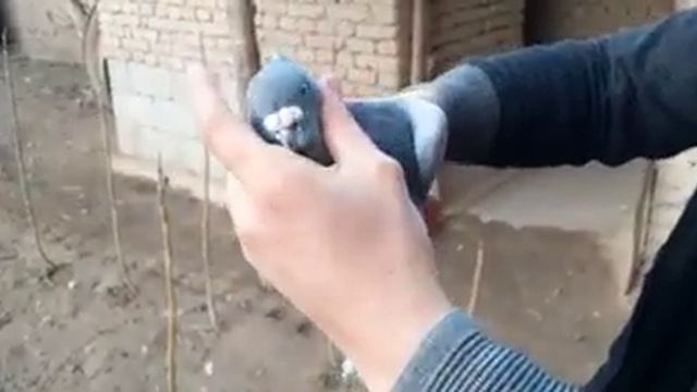 10 февраля 2022 г. смотрим голову, глаза, формы, Андижанские голуби узбекские голуби Отабека Андижа смотреть онлайн