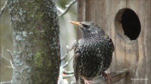 Скворец у скворечника.  Все в дом!