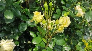 ПЛЕТИСТЫЕ РОЗЫ. ОБЗОР ЛУЧШИХ СОРТОВ.