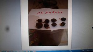 31. Сливы - королевы в саду В. Железова!