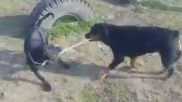 Пит vs ротвеллер смотреть онлайн