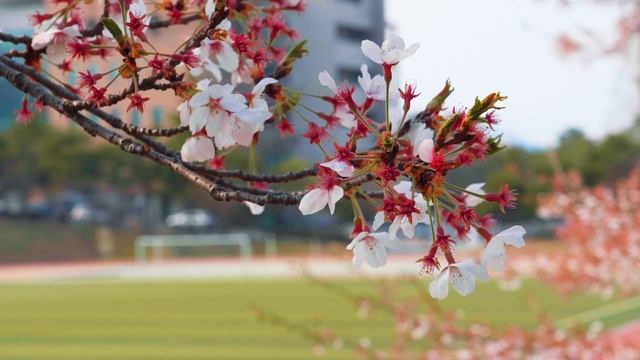 ?Мягкая музыка помогает расслабиться и легко погрузит вас в сон уменьшить усталость,стресса? смотреть онлайн