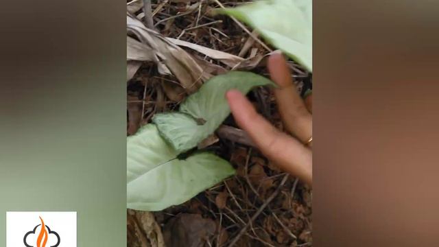 Syngonium plants❤ смотреть онлайн