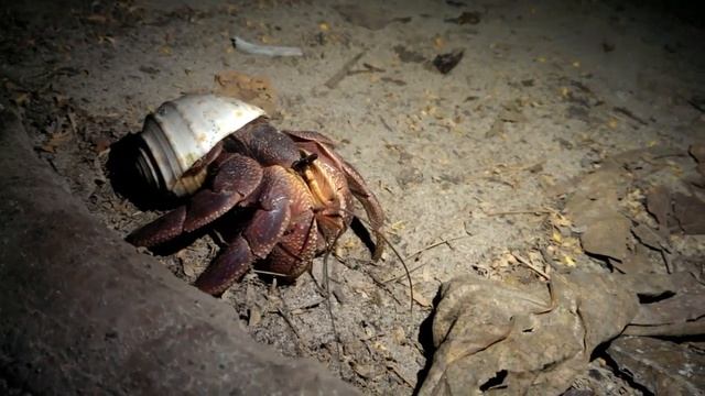 Hermit crab in Similan island смотреть онлайн