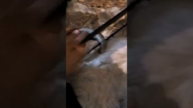 Как отрезать рога корове смотреть онлайн