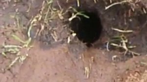 как поймать суслика