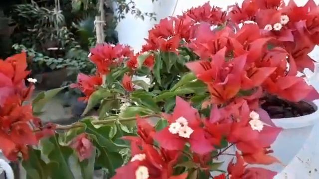 Bougainvillea em vaso pendente - inscrita e amiga do canal Maria Zuleide -Barra do Corda -MA смотреть онлайн