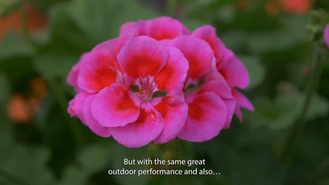 Pelargonium Mojo - Syngenta Flowers