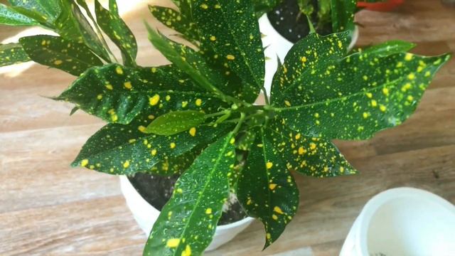 ?КРОТОН ГОЛД ДАСТ? Уход в домашних условиях ? смотреть онлайн