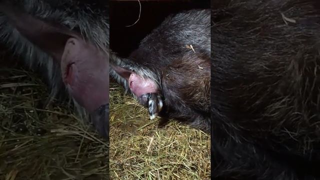 Юлька рожает макарыча